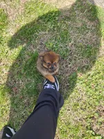 Teddy Ruxpin, a male Pomeranian for sale in Burlington, NC – Photo 2 of 3