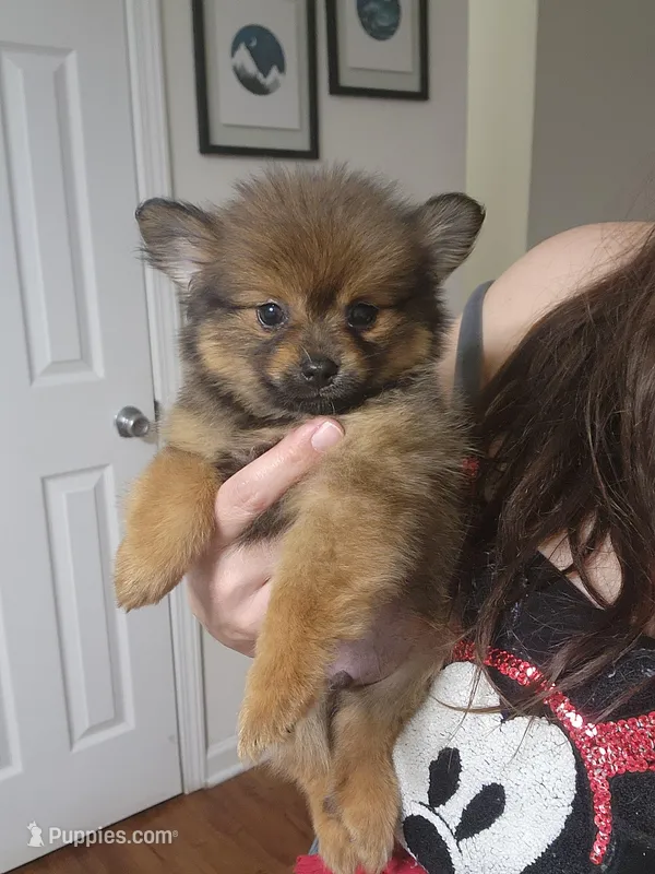 Teddy Ruxpin – Pomeranian puppy for sale in Burlington, NC
