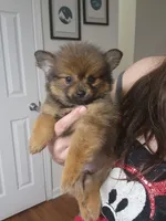 Teddy Ruxpin, a male Pomeranian for sale in Burlington, NC – Photo 1 of 3