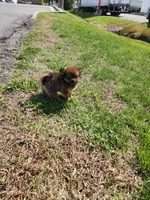 Teddy Ruxpin, a male Pomeranian for sale in Burlington, NC – Photo 3 of 3