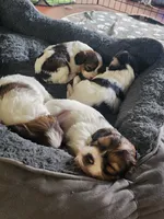 Secretariat, a male Cavalier King Charles Spaniel and Papillon for sale in Burlington, NC – 2 of 2