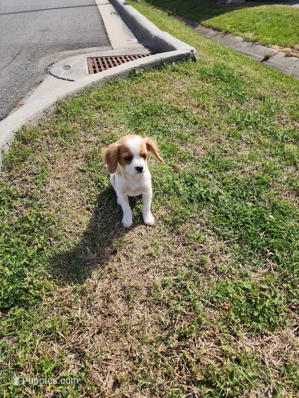 Mater – Cavalier King Charles Spaniel puppy for sale in Burlington, NC