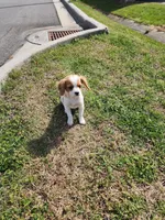 Mater, a male Cavalier King Charles Spaniel for sale in Burlington, NC – Photo 1 of 5