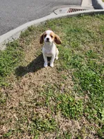 Mater, a male Cavalier King Charles Spaniel for sale in Burlington, NC – Photo 3 of 5