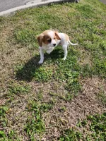 Mater, a male Cavalier King Charles Spaniel for sale in Burlington, NC – Photo 4 of 5