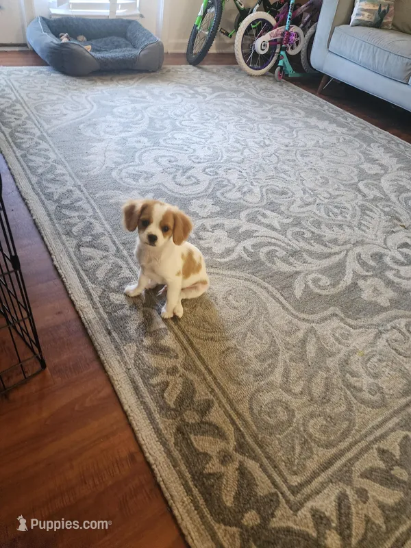 Simba – Cavalier King Charles Spaniel puppy for sale in Burlington, NC