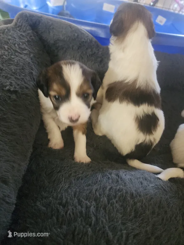 Derby – Cavalier King Charles Spaniel, Papillon puppy for sale in Burlington, NC