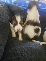 Derby, a male Cavalier King Charles Spaniel and Papillon for sale in Burlington, NC – 1 of 2