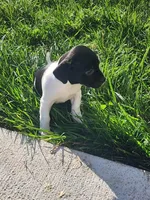 Oreo, a female English Springer Spaniel and Dachshund for sale in Burlington, NC – Photo 3 of 6