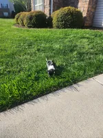 Oreo, a female English Springer Spaniel and Dachshund for sale in Burlington, NC – Photo 6 of 6
