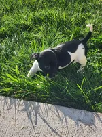 Oreo, a female English Springer Spaniel and Dachshund for sale in Burlington, NC – Photo 4 of 6