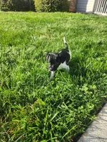 Oreo, a female English Springer Spaniel and Dachshund for sale in Burlington, NC – Photo 5 of 6