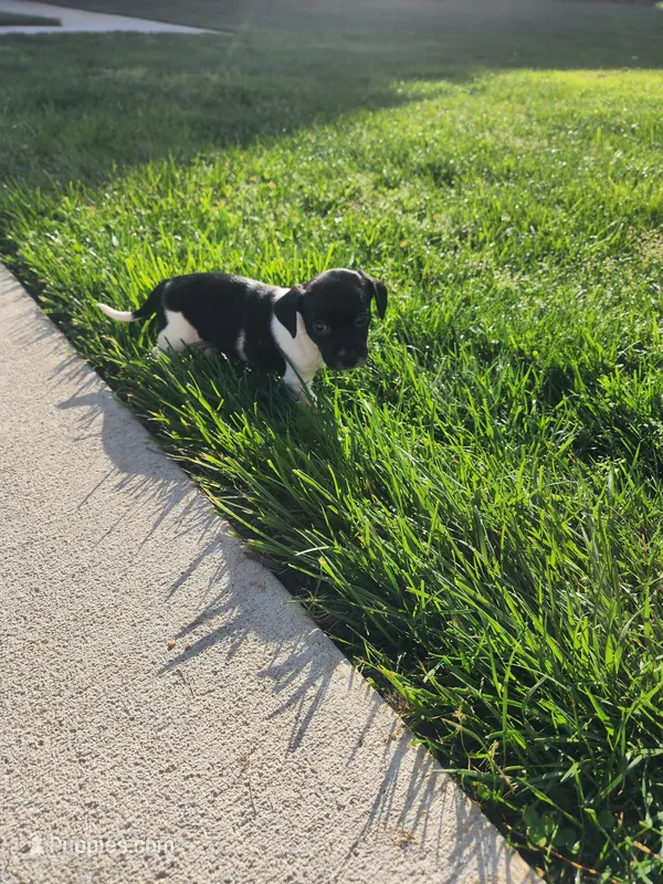 Oreo – English Springer Spaniel, Dachshund puppy for sale in Burlington, NC