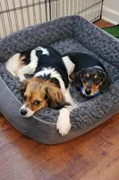 Oreo, a female Dachshund and Cavalier King Charles Spaniel for sale in Burlington, NC – Photo 2 of 2
