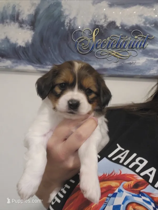 Secretariat – Cavalier King Charles Spaniel, Papillon puppy for sale in Burlington, NC