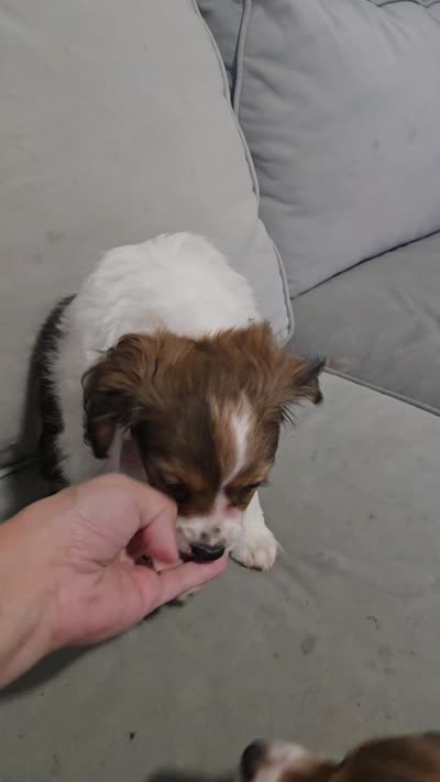Derby, a male Cavalier King Charles Spaniel and Papillon for sale in Burlington, NC – 4 of 10