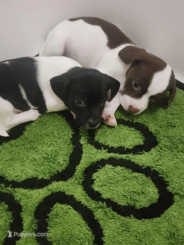 Peanut – English Springer Spaniel, Dachshund puppy for sale in Burlington, NC