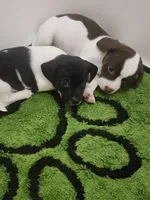 Peanut, a male English Springer Spaniel and Dachshund for sale in Burlington, NC – Photo 2 of 3