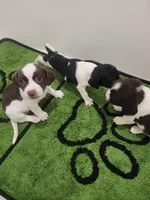 Peanut, a male English Springer Spaniel and Dachshund for sale in Burlington, NC – Photo 3 of 3