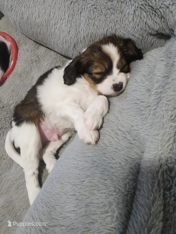 Derby – Cavalier King Charles Spaniel, Papillon puppy for sale in Burlington, NC