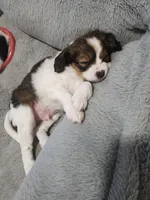 Derby, a male Cavalier King Charles Spaniel and Papillon for sale in Burlington, NC – 7 of 10
