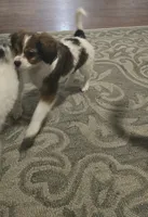 Derby, a male Cavalier King Charles Spaniel and Papillon for sale in Burlington, NC – 3 of 10