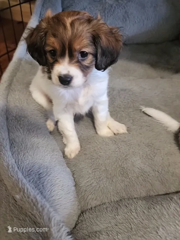 Secretariat – Cavalier King Charles Spaniel, Papillon puppy for sale in Burlington, NC