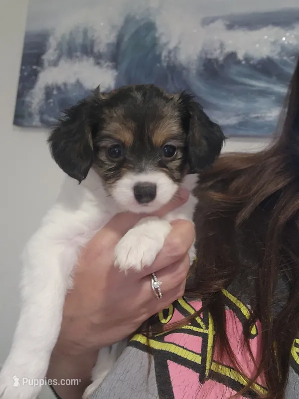 Penny – Cavalier King Charles Spaniel, Papillon puppy for sale in Burlington, NC