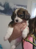 Derby, a male Cavalier King Charles Spaniel and Papillon for sale in Burlington, NC – 5 of 10