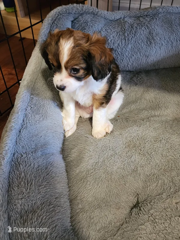 Derby – Cavalier King Charles Spaniel, Papillon puppy for sale in Burlington, NC