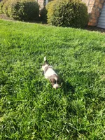 Rocky Road, a male English Springer Spaniel and Dachshund for sale in Burlington, NC – Photo 4 of 6