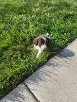 Rocky Road, a male English Springer Spaniel and Dachshund for sale in Burlington, NC – Photo 5 of 6