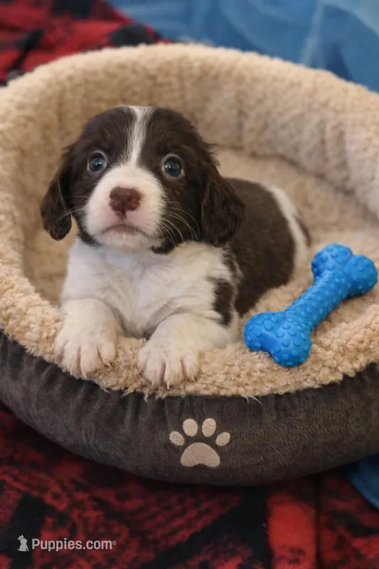Twix – Dachshund, Cavalier King Charles Spaniel puppy for sale in Burlington, NC