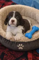 Rocky Road, a male English Springer Spaniel and Dachshund for sale in Burlington, NC – Photo 1 of 6