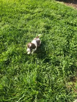 Rocky Road, a male English Springer Spaniel and Dachshund for sale in Burlington, NC – Photo 3 of 6