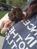 Rocky Road, a male English Springer Spaniel and Dachshund for sale in Burlington, NC – Photo 6 of 6