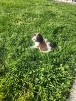 Rocky Road, a male English Springer Spaniel and Dachshund for sale in Burlington, NC – Photo 2 of 6