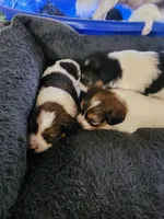 Derby, a male Cavalier King Charles Spaniel and Papillon for sale in Burlington, NC – 2 of 2