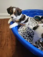 Derby, a male Cavalier King Charles Spaniel and Papillon for sale in Burlington, NC – 10 of 10