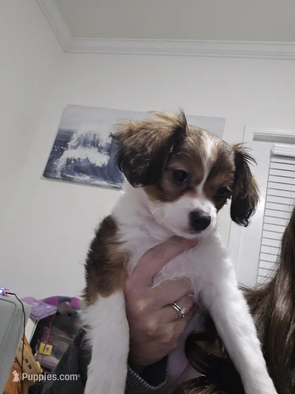 Derby – Cavalier King Charles Spaniel, Papillon puppy for sale in Burlington, NC