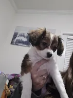 Derby, a male Cavalier King Charles Spaniel and Papillon for sale in Burlington, NC – 1 of 10