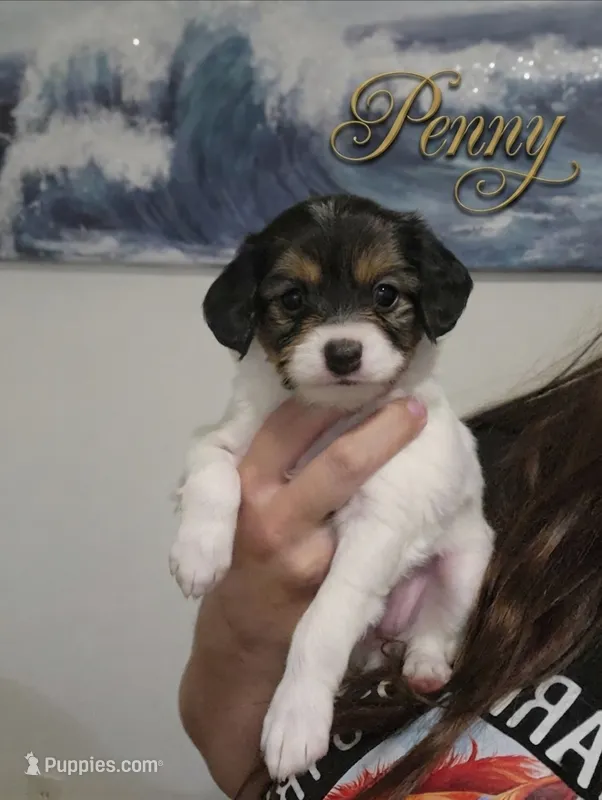 Penny – Cavalier King Charles Spaniel, Papillon puppy for sale in Burlington, NC