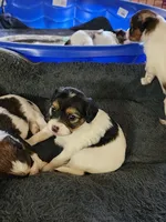 Penny, a female Cavalier King Charles Spaniel and Papillon for sale in Burlington, NC – 2 of 2