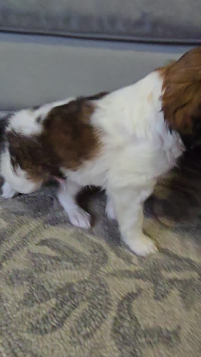 Derby, a male Cavalier King Charles Spaniel and Papillon for sale in Burlington, NC – 2 of 10