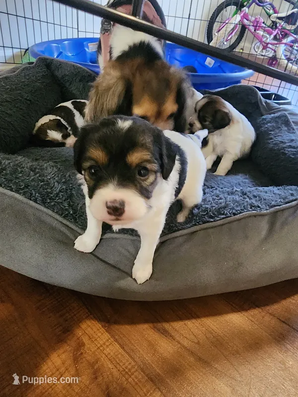 Penny – Cavalier King Charles Spaniel, Papillon puppy for sale in Burlington, NC