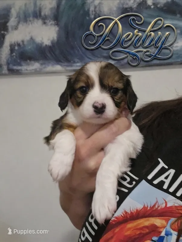 Derby – Cavalier King Charles Spaniel, Papillon puppy for sale in Burlington, NC