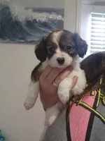 Derby, a male Cavalier King Charles Spaniel and Papillon for sale in Burlington, NC – 8 of 10