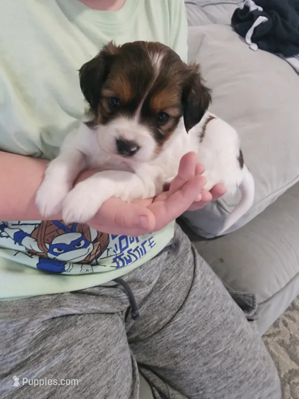 Secretariat – Cavalier King Charles Spaniel, Papillon puppy for sale in Burlington, NC