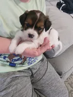 Secretariat, a male Cavalier King Charles Spaniel and Papillon for sale in Burlington, NC – 1 of 2