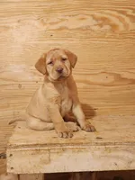 Lilac, a female Labrador Retriever for sale in Lyons, NY – Photo 1 of 6